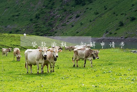 贷款逾期 和解申请书 贷款逾期 和解申请书
